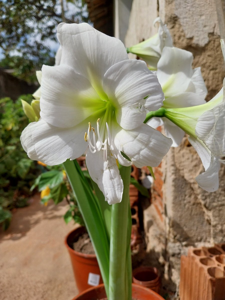tsantoscardoso2's tweet photo. Finalmente consegui uma Amarílis Branca, tbm conhecida como Açucena e Flor da Imperatriz, uma linda flor da nossa flora, meu jardim cada vez mais belo #amarilis #Hippeastrum #meujardim #garden #flower #whiteflower https://t.co/2seObl5CMS