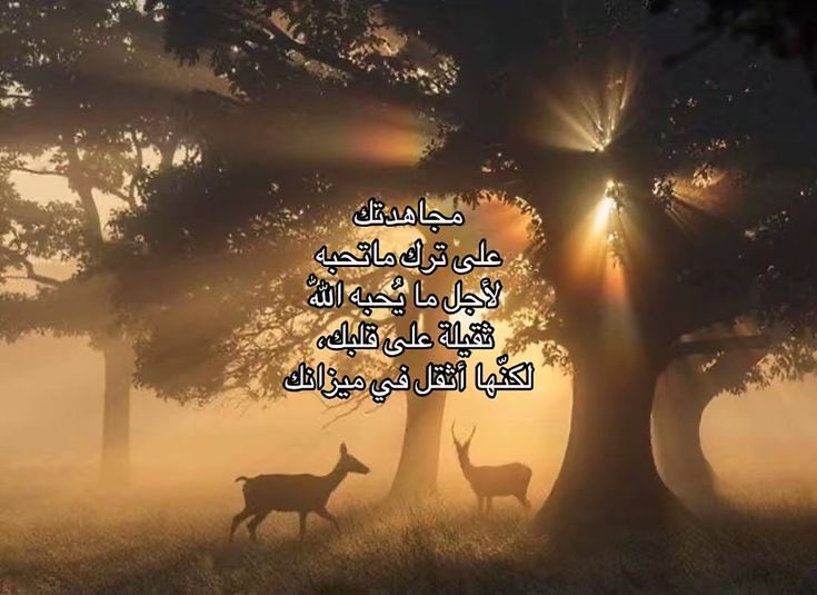 سَكَن tweet media