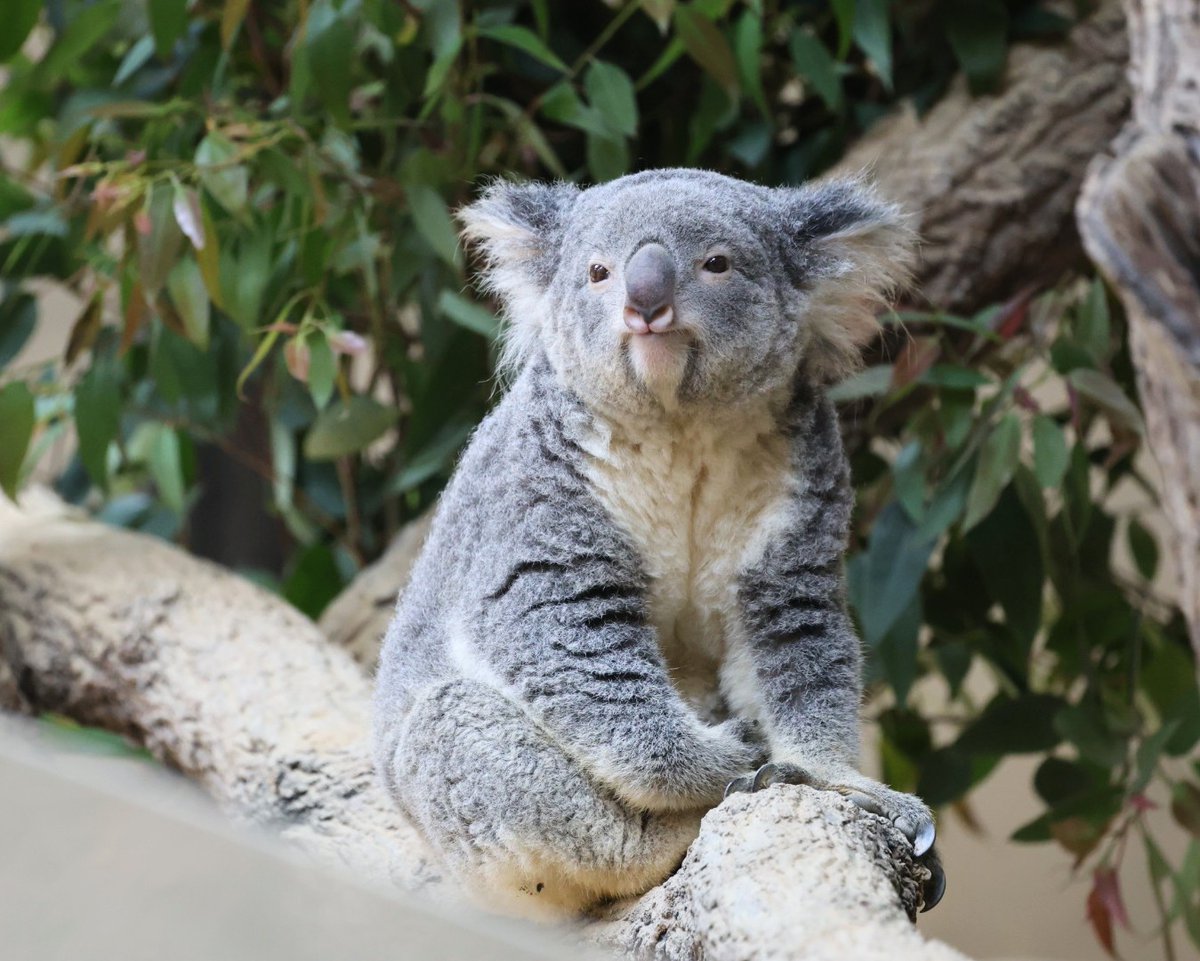おもちちゃんで お休みなさい～🐨💤 ＃東山動植物園 ＃コアラ