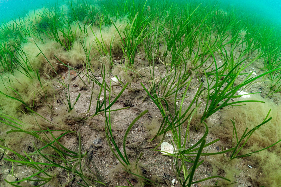 Fundación Biodiversidad tweet media