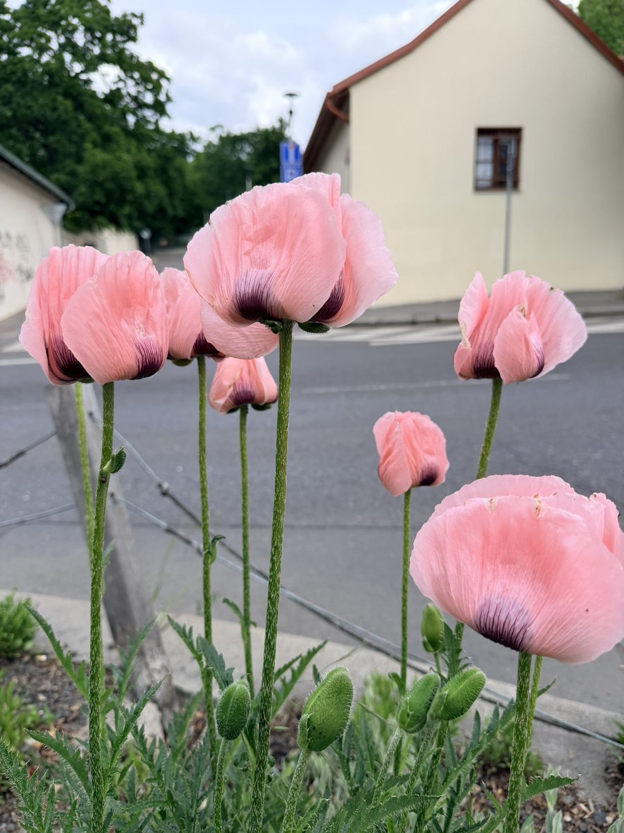 Paní Brambora tweet media