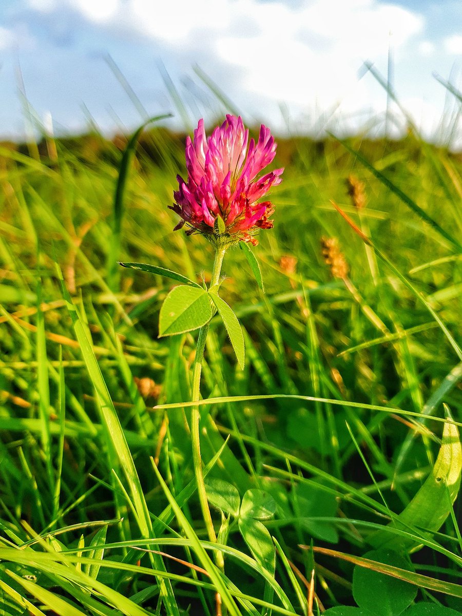 ThomasHammerich's tweet photo. Red clover #Trifolium
🔎 More than just a #wildflower

🦋 Important larval food #nativeplant for many butterflies/moths incl Painted Lady, Common Blue &amp; var. burnets.

🌱 Also works as natural green manure, enriching soil by fixing nitrogen.

#Pollinators #Bloomscrolling #nature https://t.co/oJwVUuG3Sw
