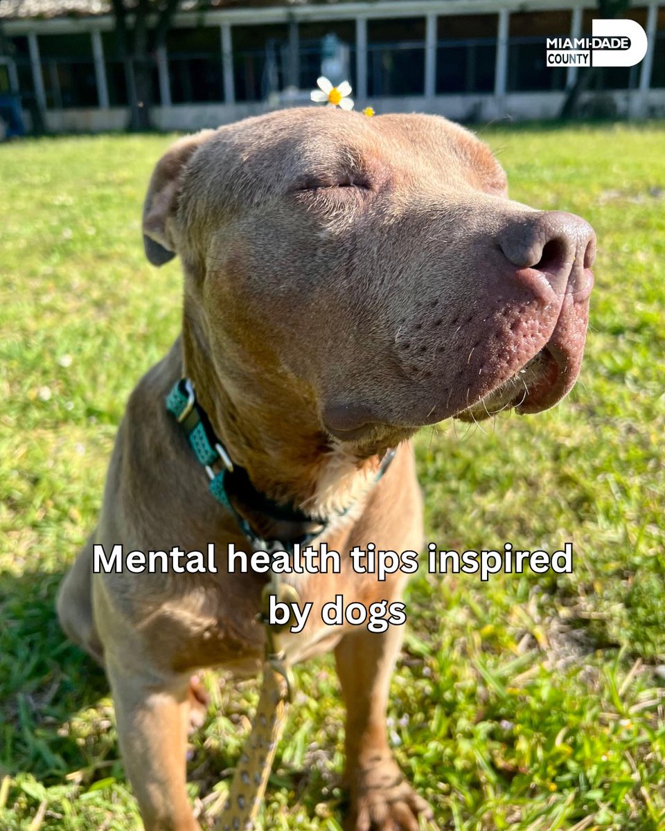 AdoptMiamiPets's tweet photo. May is #NationalMentalHealthAwarenessMonth It’s the small, consistent things that keep you feeling grounded. Like our pets, we don’t thrive when we’re overwhelmed or constantly “on.” We thrive with care, routine, and moments to just be. https://t.co/bdTcpC2mMK