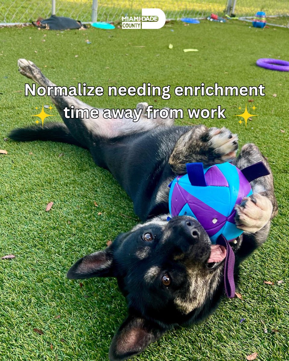 AdoptMiamiPets's tweet photo. May is #NationalMentalHealthAwarenessMonth It’s the small, consistent things that keep you feeling grounded. Like our pets, we don’t thrive when we’re overwhelmed or constantly “on.” We thrive with care, routine, and moments to just be. https://t.co/bdTcpC2mMK