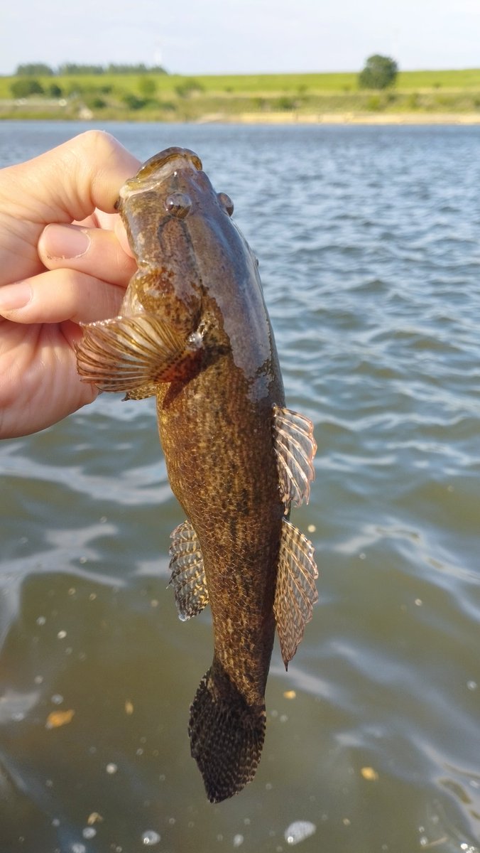 YogaIk's tweet photo. まーまーサイズのカワアナゴちゃん🎣
目標は30センチ。 https://t.co/CNySIS7MZ6