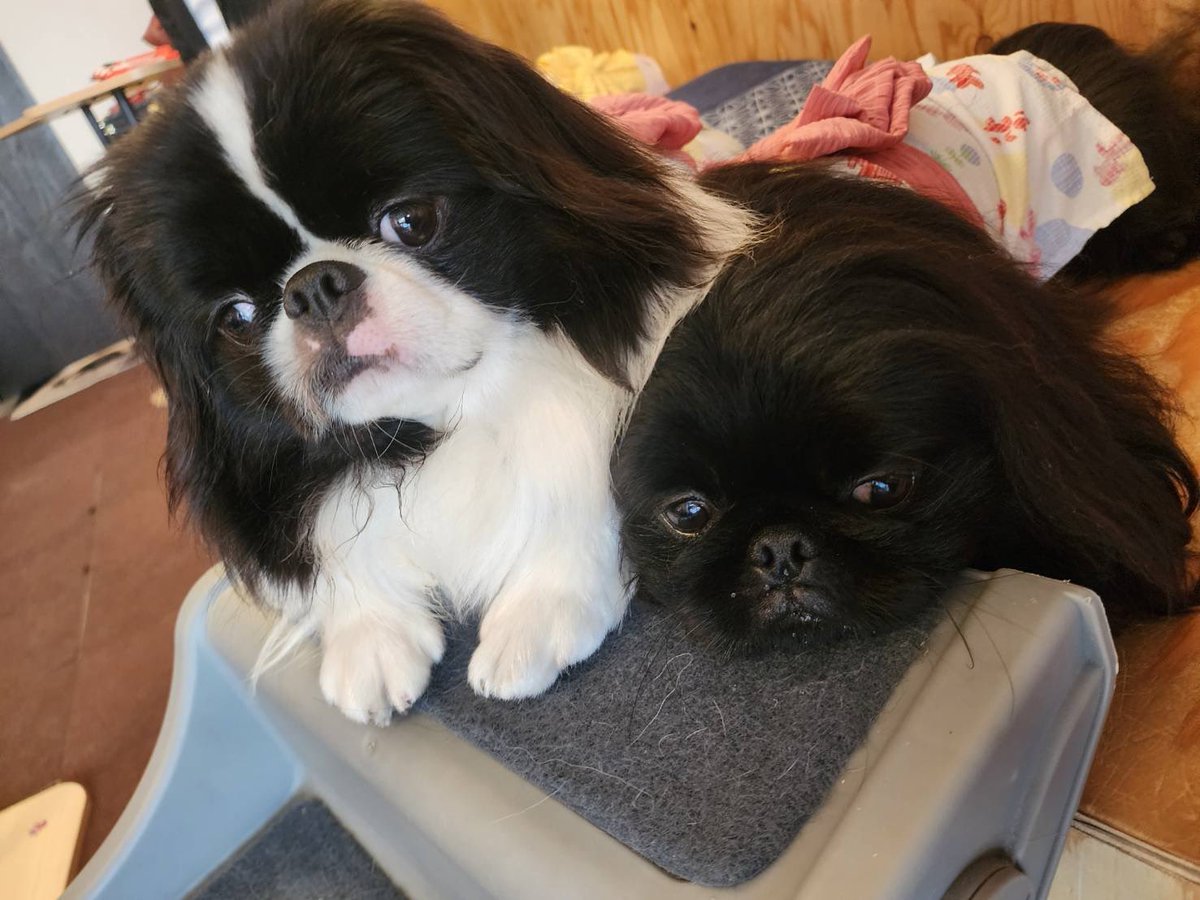 y_chin_kurama's tweet photo. 今日の営業中の鞍馬&丹後🐶❤️
仲良し兄弟??
先住犬コンビ🐶✨✨
#狆ペキカフェ #狆 #ペキニーズ #japanesechin #pekingese #犬カフェ #東山二条 #平安神宮 #dogcafe #愛犬 #保護犬 https://t.co/R1WPPPFOCi