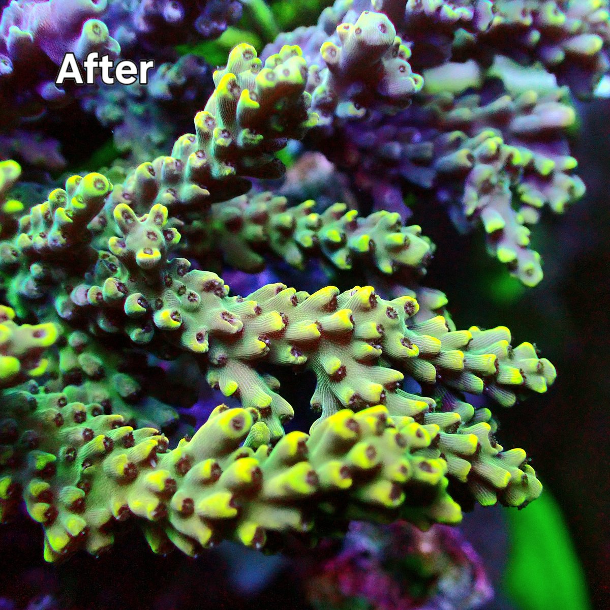 KYOUYA CORALS (@kyouya_Coral) / Posts / X