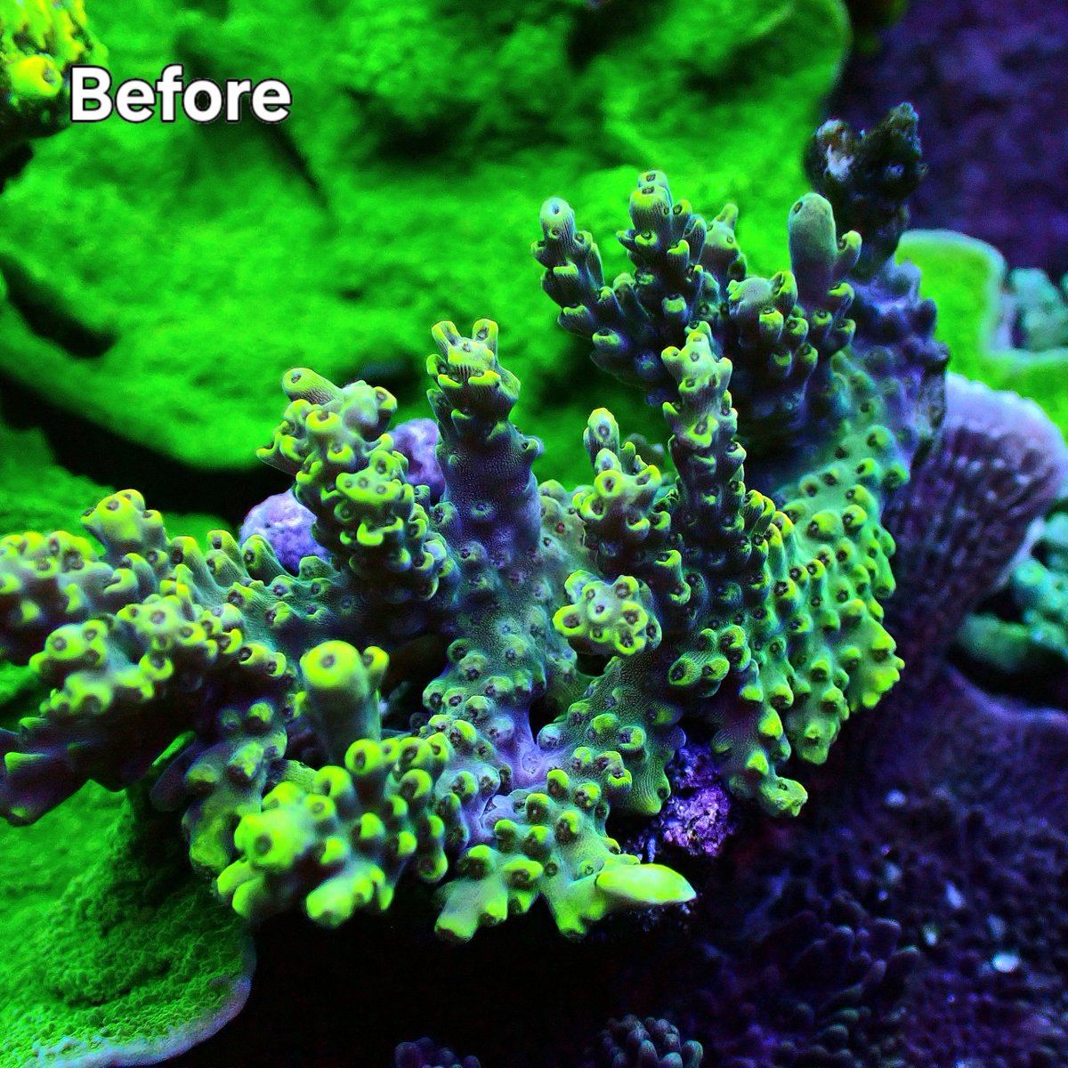 KYOUYA CORALS (@kyouya_Coral) / Posts / X