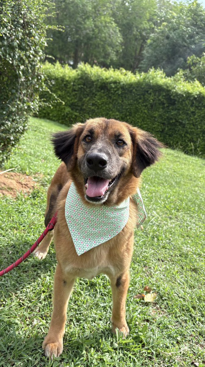 Happy Doggo tweet media