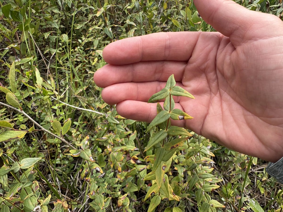 timmonsgroup's tweet photo. New >>  The Critical Survey Window for Rough-Leaved Loosestrife Has Begun: In recognition of Endangered Species Day, it’s a timely reminder that understanding protected species habitat early in the planning process can play a major role in reducing… https://t.co/fQ8iwMYMJr https://t.co/H3MDNyCT7B