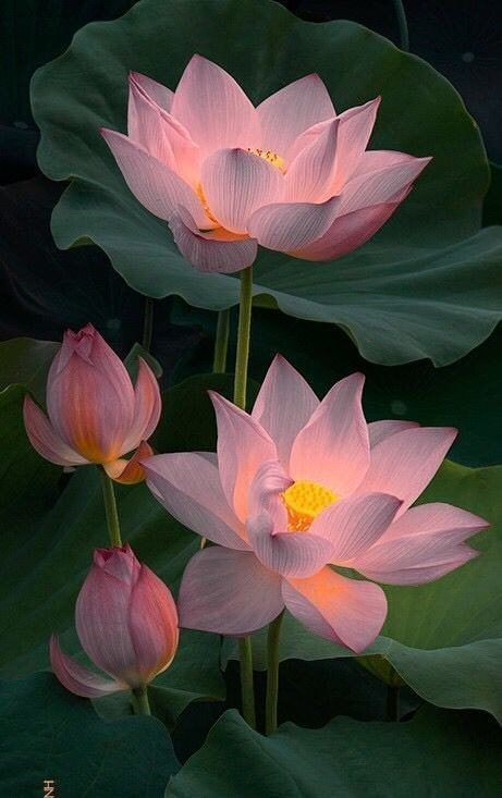 artindetails's tweet photo. lotus flowers https://t.co/SnbOwoPVVY