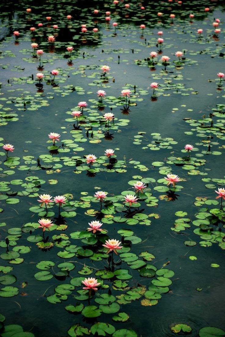 artindetails's tweet photo. lotus flowers https://t.co/SnbOwoPVVY