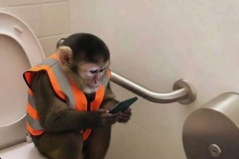 Monkey tweet media