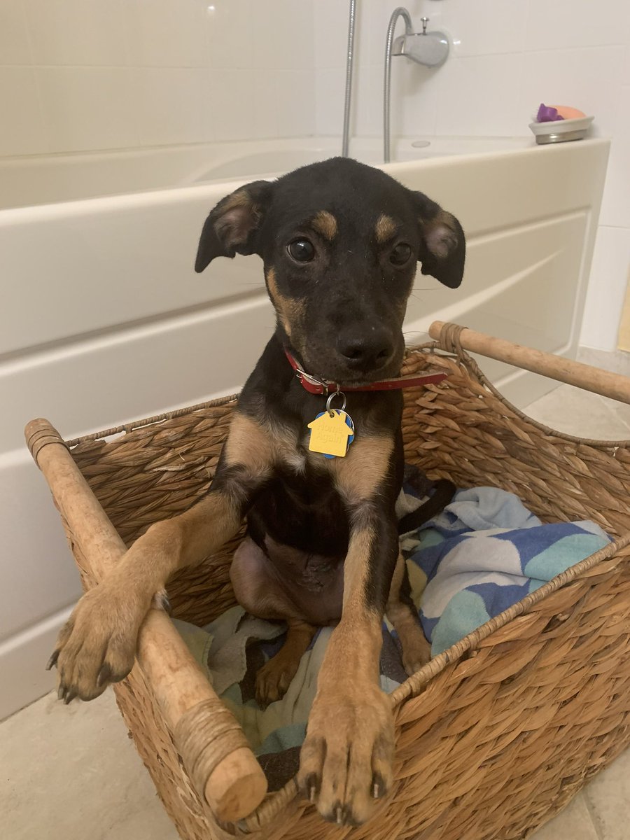 AlwaysFlacko's tweet photo. This is Audrey’s 5th Birthday!!! 🎉 🎁🐾🦴🐶 #dogs #dogsofinstagram #dogsofinsta #dogsofnewyork https://t.co/97U2sGgQzO