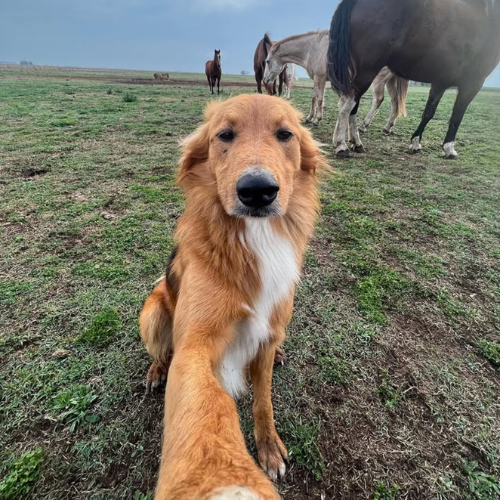 bagworkr's tweet photo. Preguntale is going viral all over social media with 500k followers on Instagram and 1 million followers on TikTok.

He's known for his "Selfies" and living like a human, riding dirtbikes driving excavators and even riding horses.

GzeEX8p2qCA4h2fYzoNcMA1UbFSm9pLMx1eNGggRpump

https://t.co/15FEHj51pw

https://t.co/sCWdznptEb