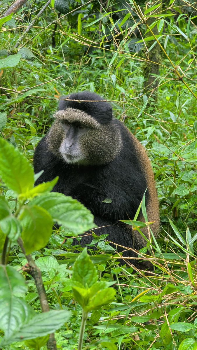 JungleRideSafar's tweet photo. Did you know #GoldenMonkeys 🐒 are a subspecies of the blue monkey? Their bright golden-orange fur coats contrast beautifully with the lush bamboo jungles of the Virunga Volcanoes! Book your day trip with us #JungleRideSafaris #volcanoesnationalpark #visitrwanda #visituganda https://t.co/WUUahWKm6b