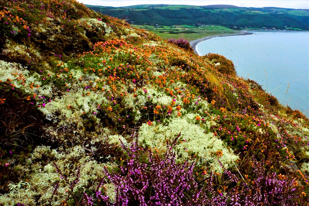 Exmoor National Park tweet media