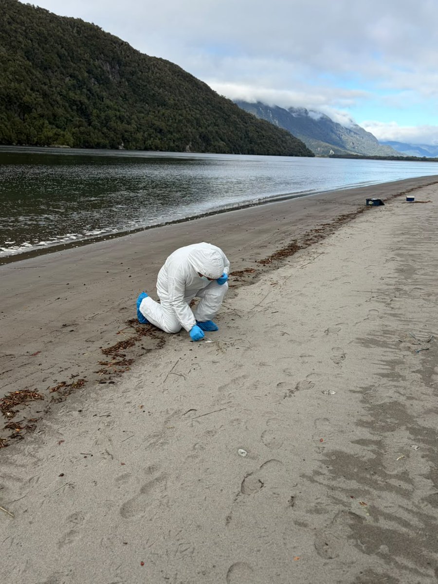 sagchile's tweet photo. @sagchile #LaJunta, realizaron vigilancia de influenza aviar en el sector costero de Puerto Raúl Marín Balmaceda, con el objetivo de mantener el monitoreo sanitario en aves migratorias y fortalecer la detección temprana en el territorio. https://t.co/gAZVNKxhrR
