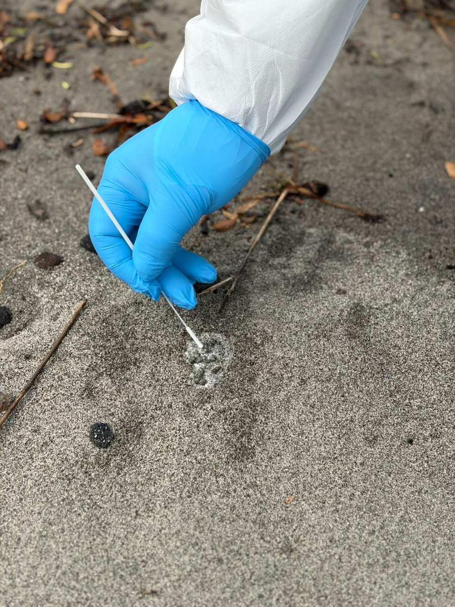 sagchile's tweet photo. @sagchile #LaJunta, realizaron vigilancia de influenza aviar en el sector costero de Puerto Raúl Marín Balmaceda, con el objetivo de mantener el monitoreo sanitario en aves migratorias y fortalecer la detección temprana en el territorio. https://t.co/gAZVNKxhrR