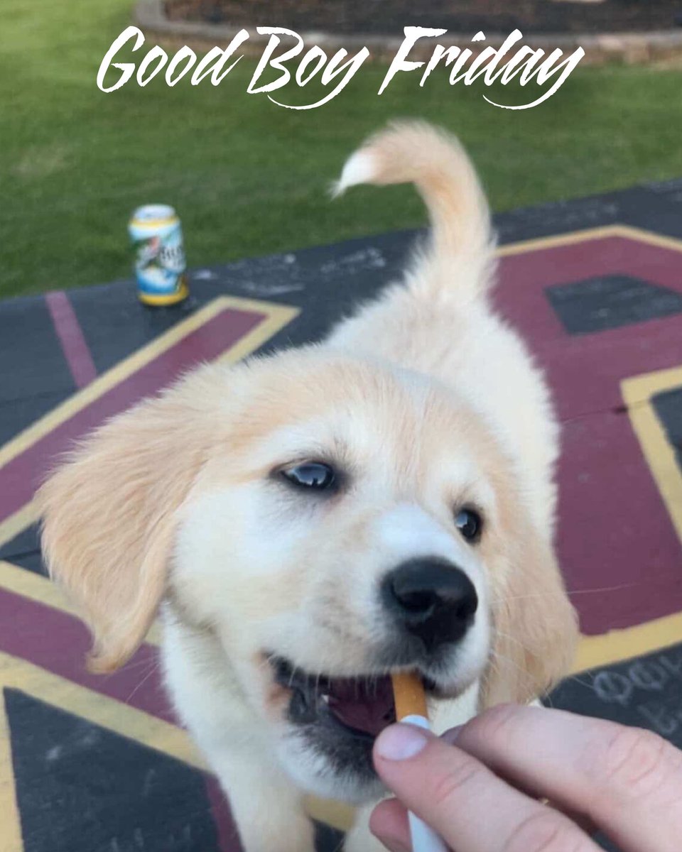 Old Row Pups tweet media