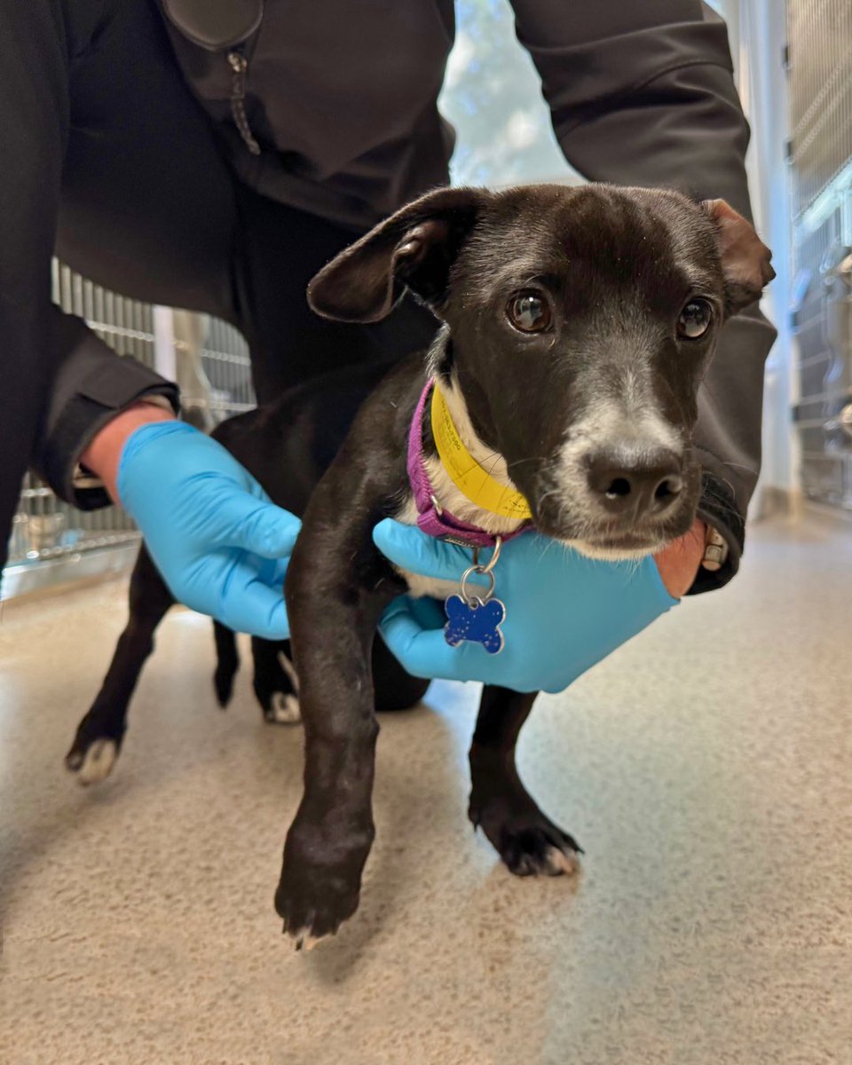 WeRateDogs tweet media
