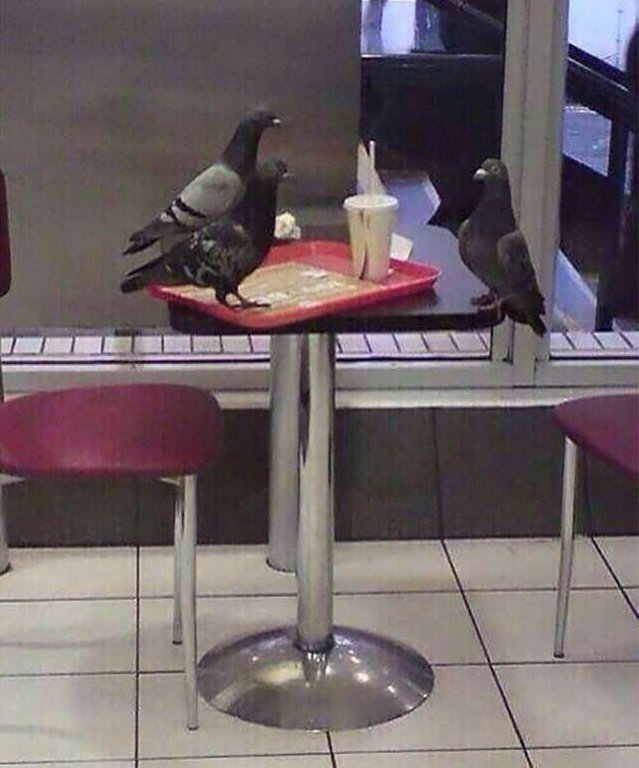 Sparrow tweet media