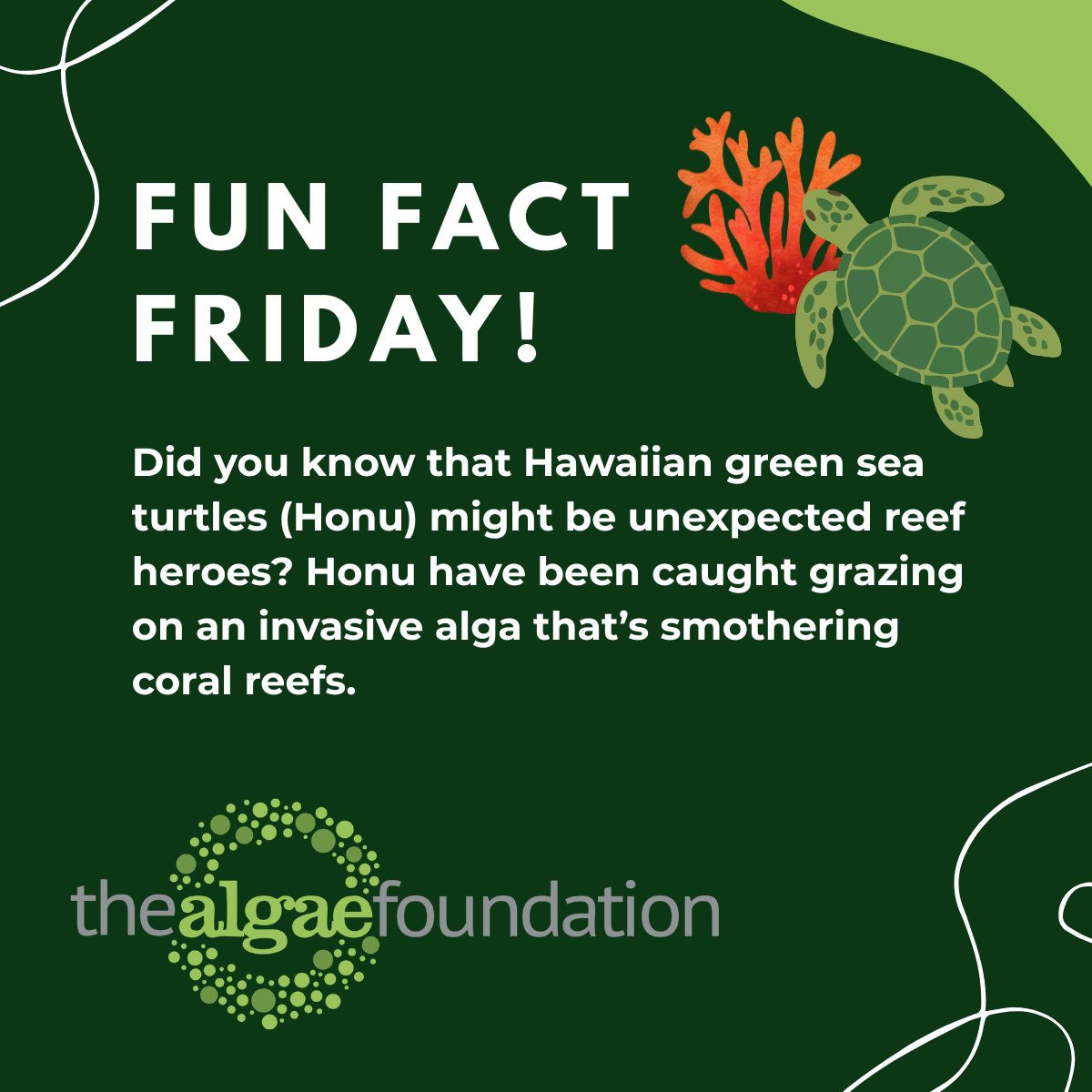 Algae Foundation tweet media