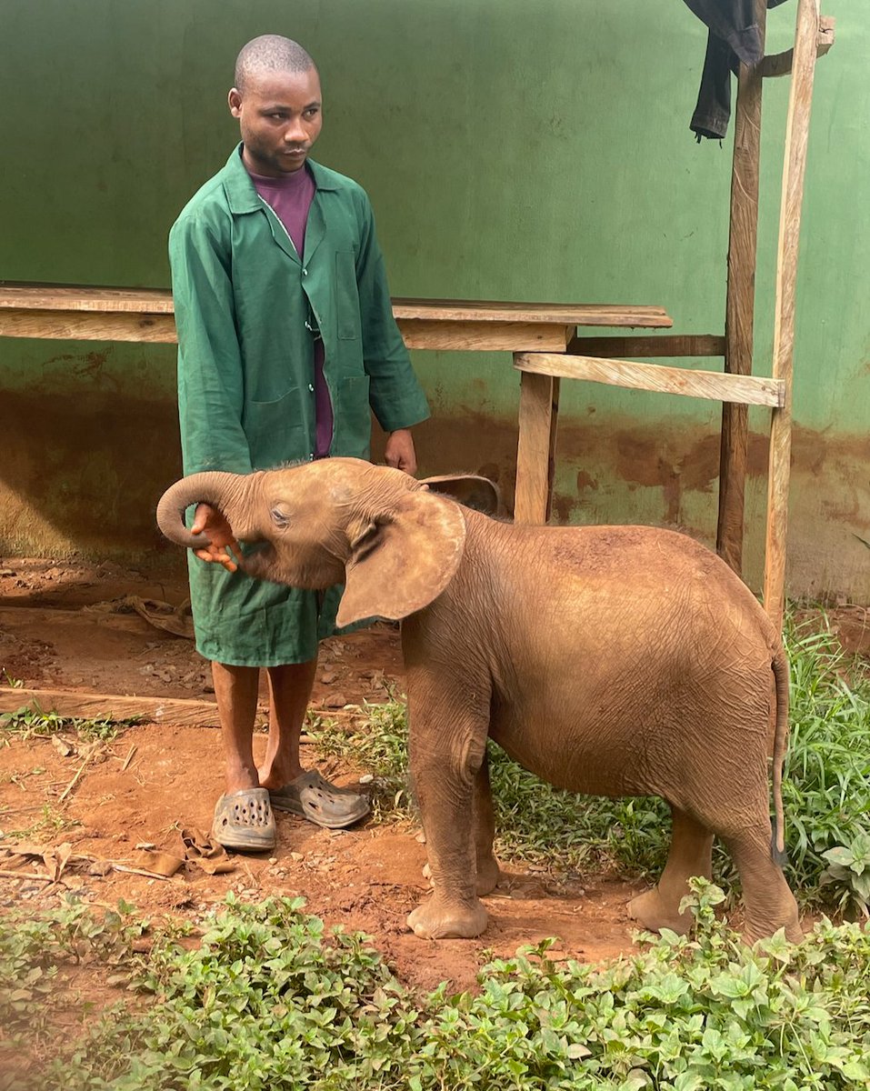 ElephantCrisis's tweet photo. Where chainsaws once rang out, wildlife is now recovering. On #EndangeredSpeciesDay we celebrate @ANI_Foundation in Nigeria — protecting Okomu's forest elephants from illegal logging and other threats. ANI is one of many incredible ECF partners protecting elephants across Africa. https://t.co/H7UUIRU7hu