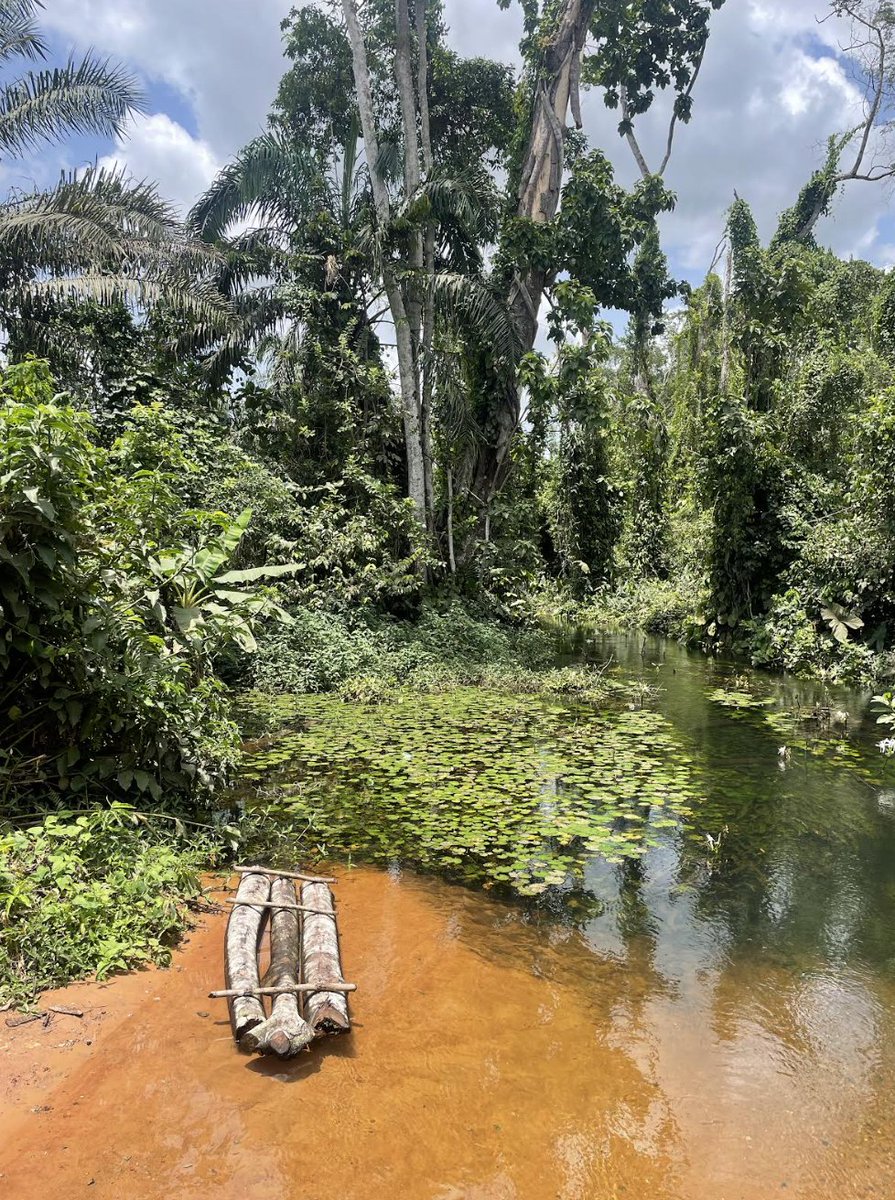 ElephantCrisis's tweet photo. Where chainsaws once rang out, wildlife is now recovering. On #EndangeredSpeciesDay we celebrate @ANI_Foundation in Nigeria — protecting Okomu's forest elephants from illegal logging and other threats. ANI is one of many incredible ECF partners protecting elephants across Africa. https://t.co/H7UUIRU7hu
