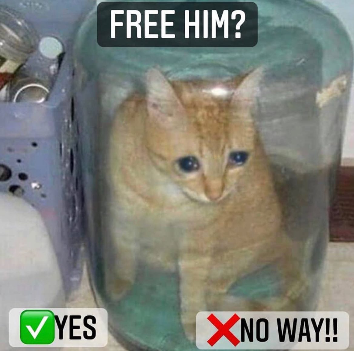 Punch Cat tweet media