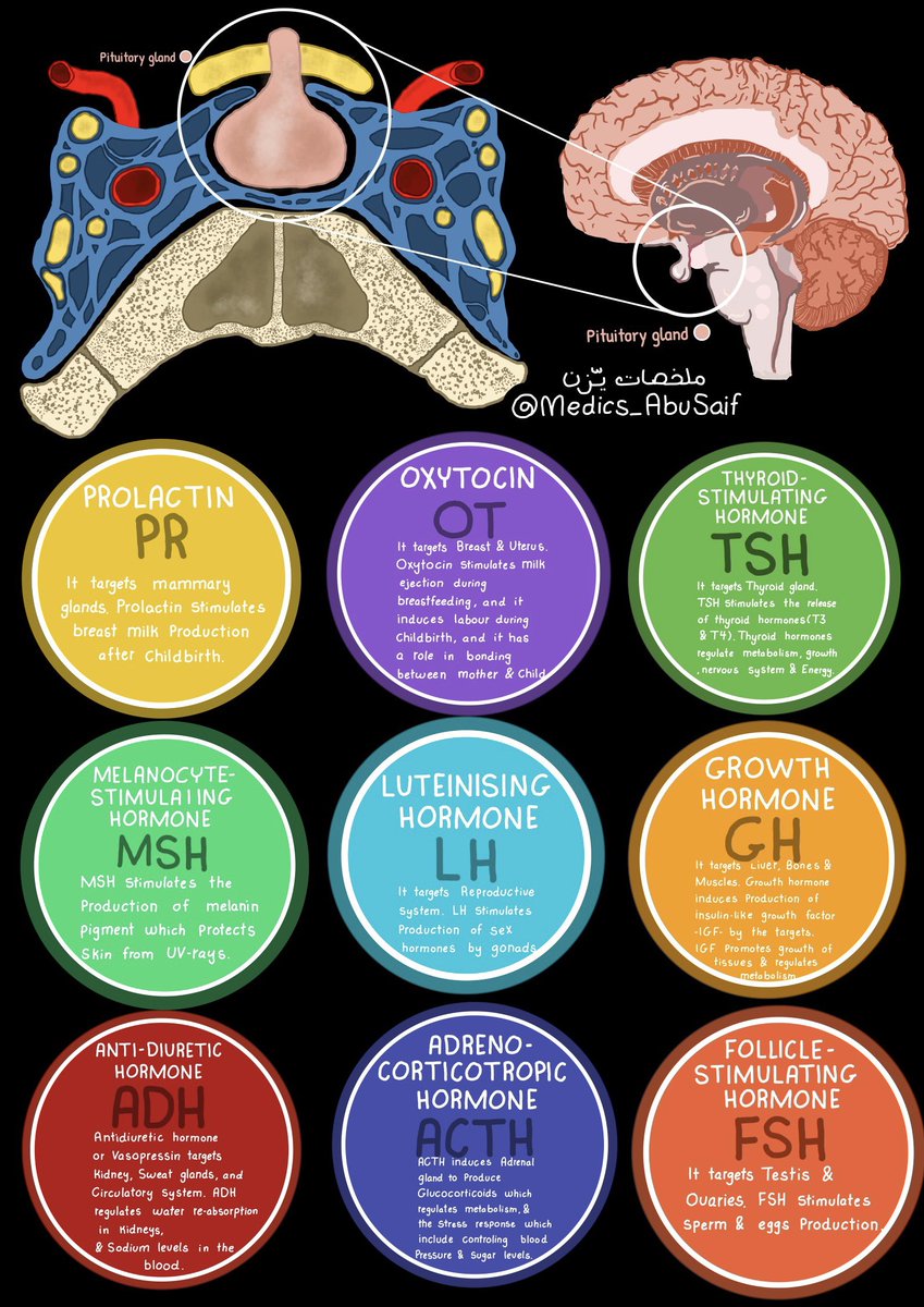 medics_AbuSaif's tweet photo. هرمونات ام الغدد: الغدة النخامية pituitary gland بالعربي والانجليزي https://t.co/zPgeGfB47n