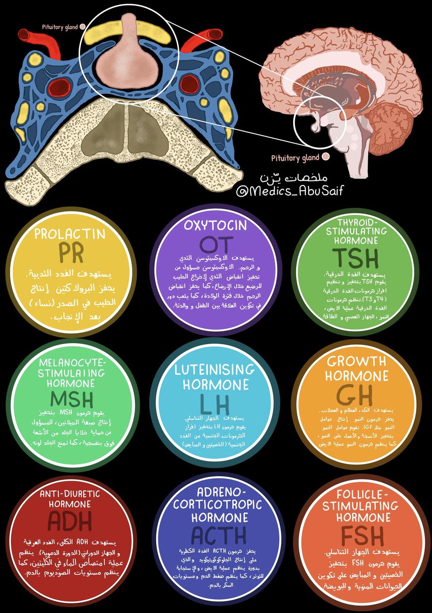 medics_AbuSaif's tweet photo. هرمونات ام الغدد: الغدة النخامية pituitary gland بالعربي والانجليزي https://t.co/zPgeGfB47n