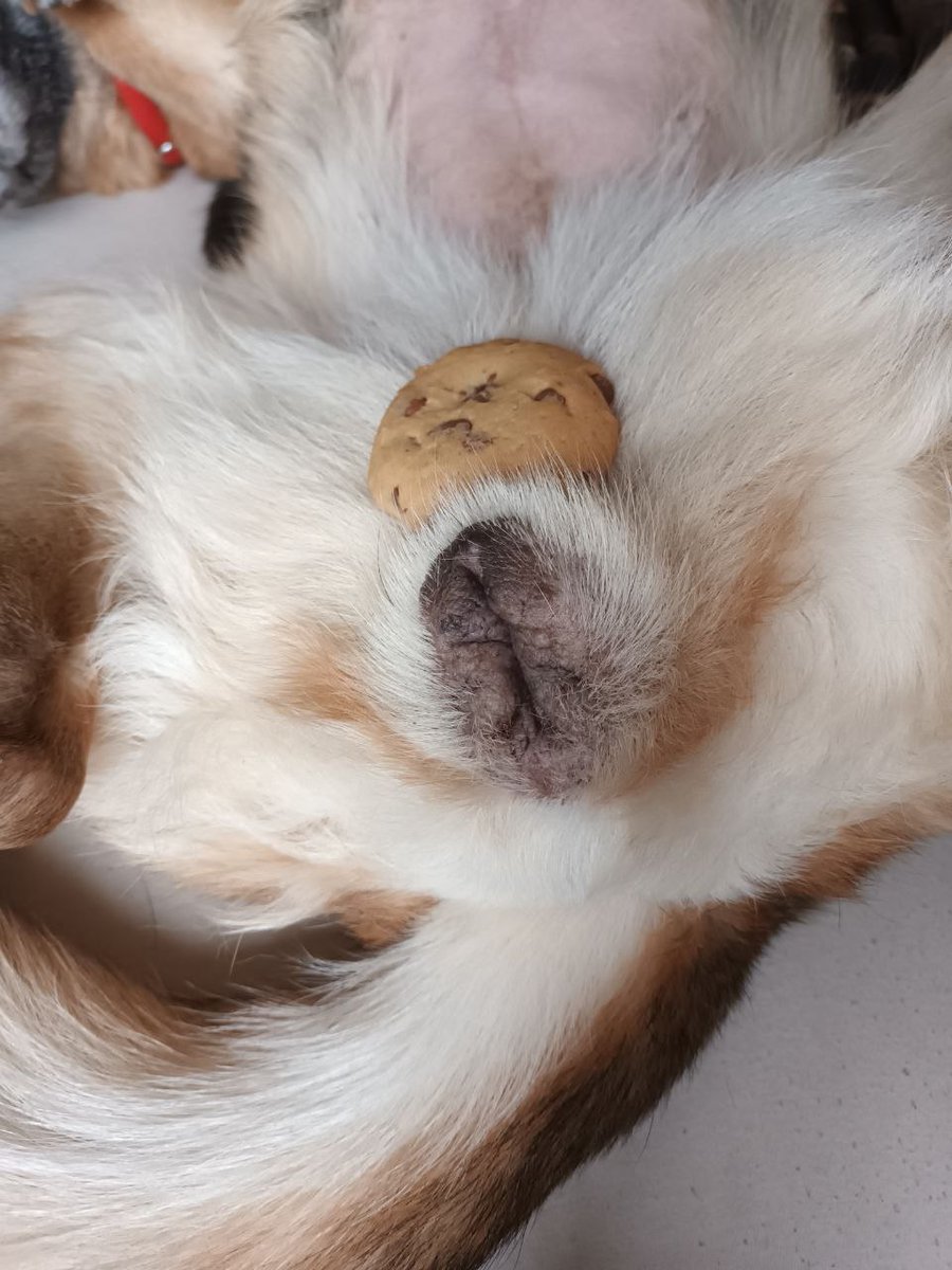CookieDispenser tweet media