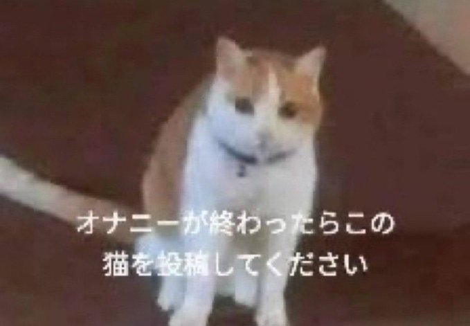 使期サツマ（半永久的に猫化） tweet media