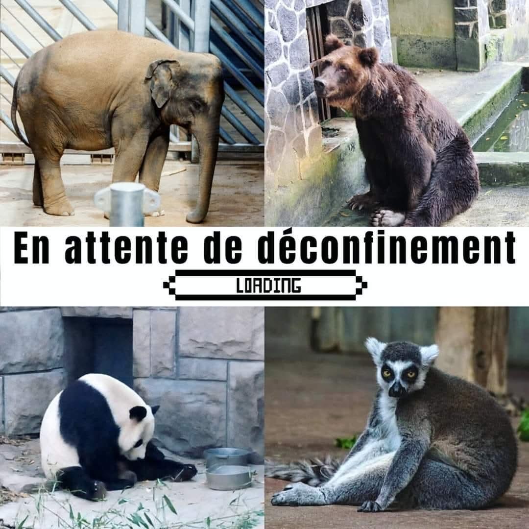 Adea Claude tweet media
