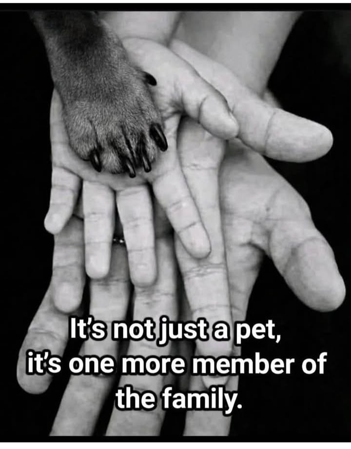 𝕏 Dogs tweet media