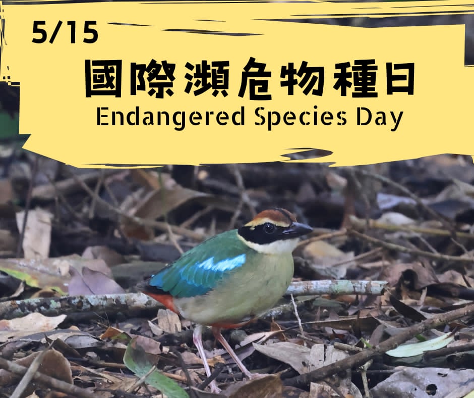 twbf1988's tweet photo. Today is #EndangeredSpeciesDay!

The Fairy Pitta is a globally threatened species that breeds in Taiwan. A migratory bird, conservation efforts across its whole range are necessary. Listed as endangered here, scientists and environmental groups are working to protect the species! https://t.co/GjgsOs8Z80