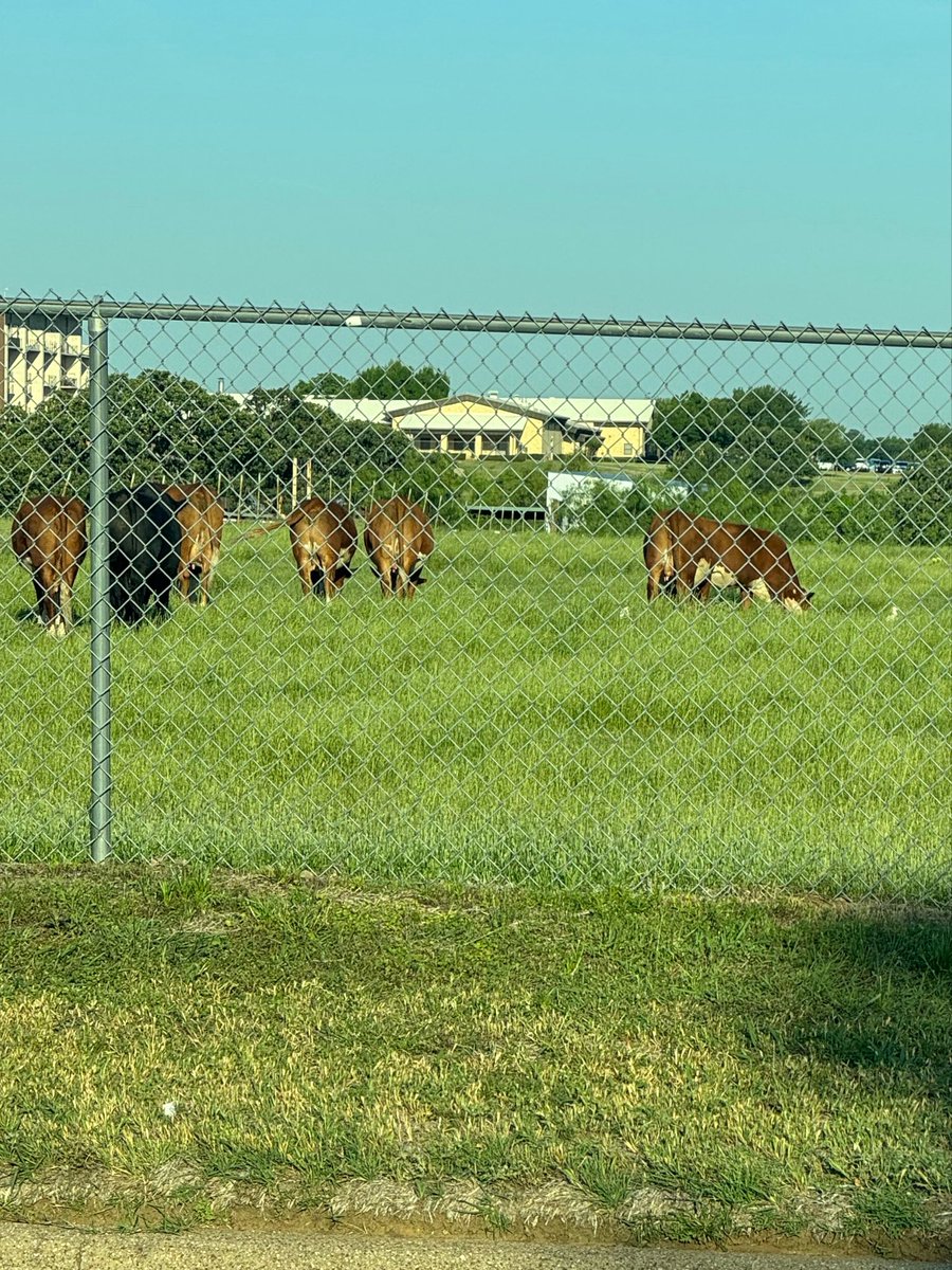 rickyshicky's tweet photo. I was getting really stressed out driving in morning traffic, so I made a small change to my route and man… it has made a difference. Every morning I see these cows and their calves hanging out with this duck family. It’s pretty great and makes my whole day start off better. https://t.co/EufSg2rvh8