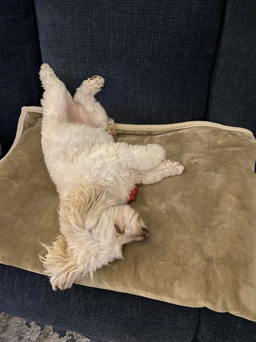 LexiDoodleRoo's tweet photo. It’s a feets up Friday! Kick up yous feets frens. 😁🤗 #friyay #fridayfun #feetsupfriday #dogs #dogsofX #dogsoftwitter https://t.co/jmNXtfexxT