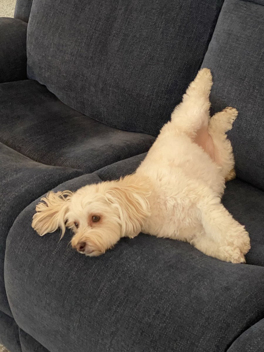 LexiDoodleRoo's tweet photo. It’s a feets up Friday! Kick up yous feets frens. 😁🤗 #friyay #fridayfun #feetsupfriday #dogs #dogsofX #dogsoftwitter https://t.co/jmNXtfexxT