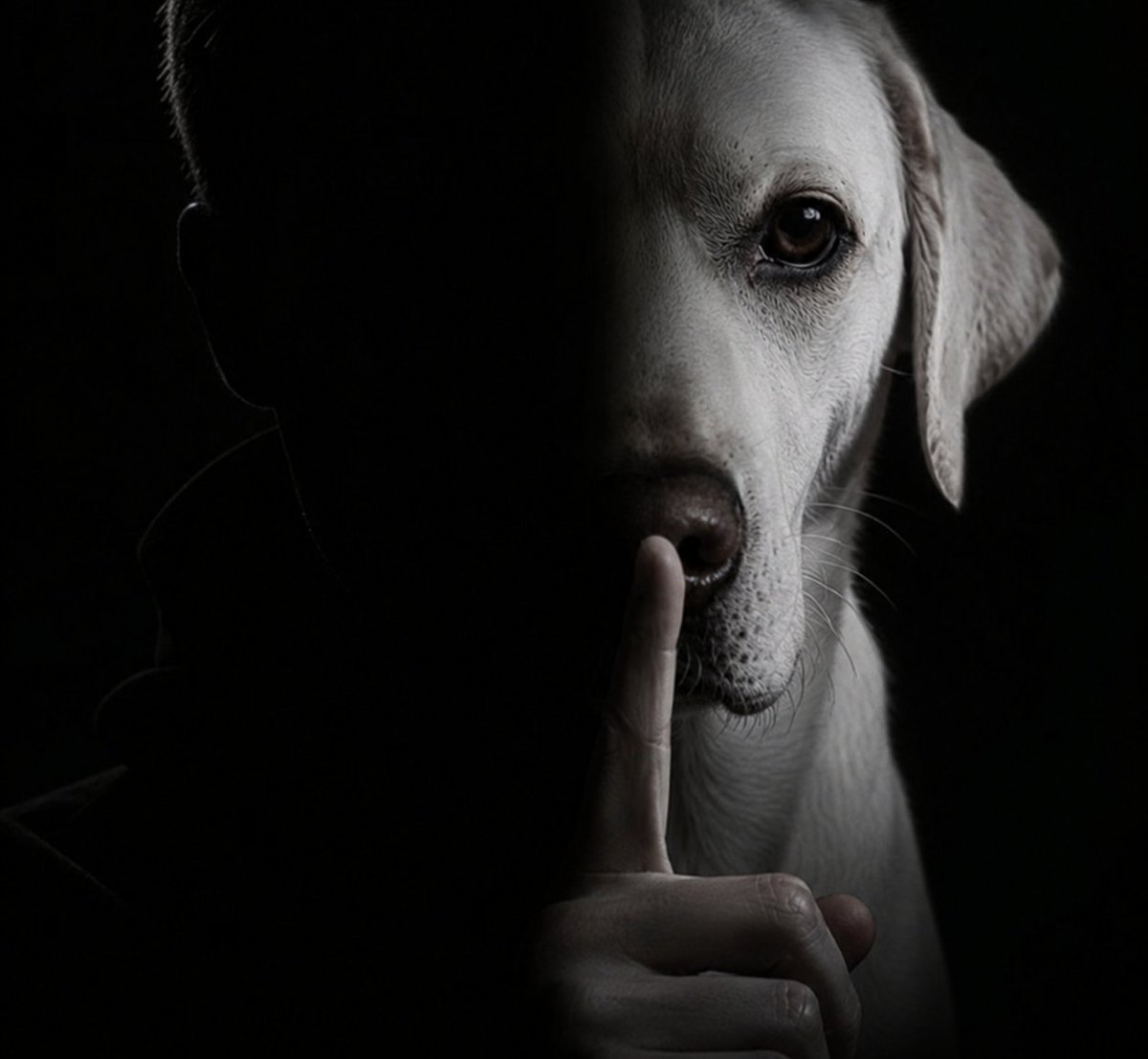 Shh Dog tweet media