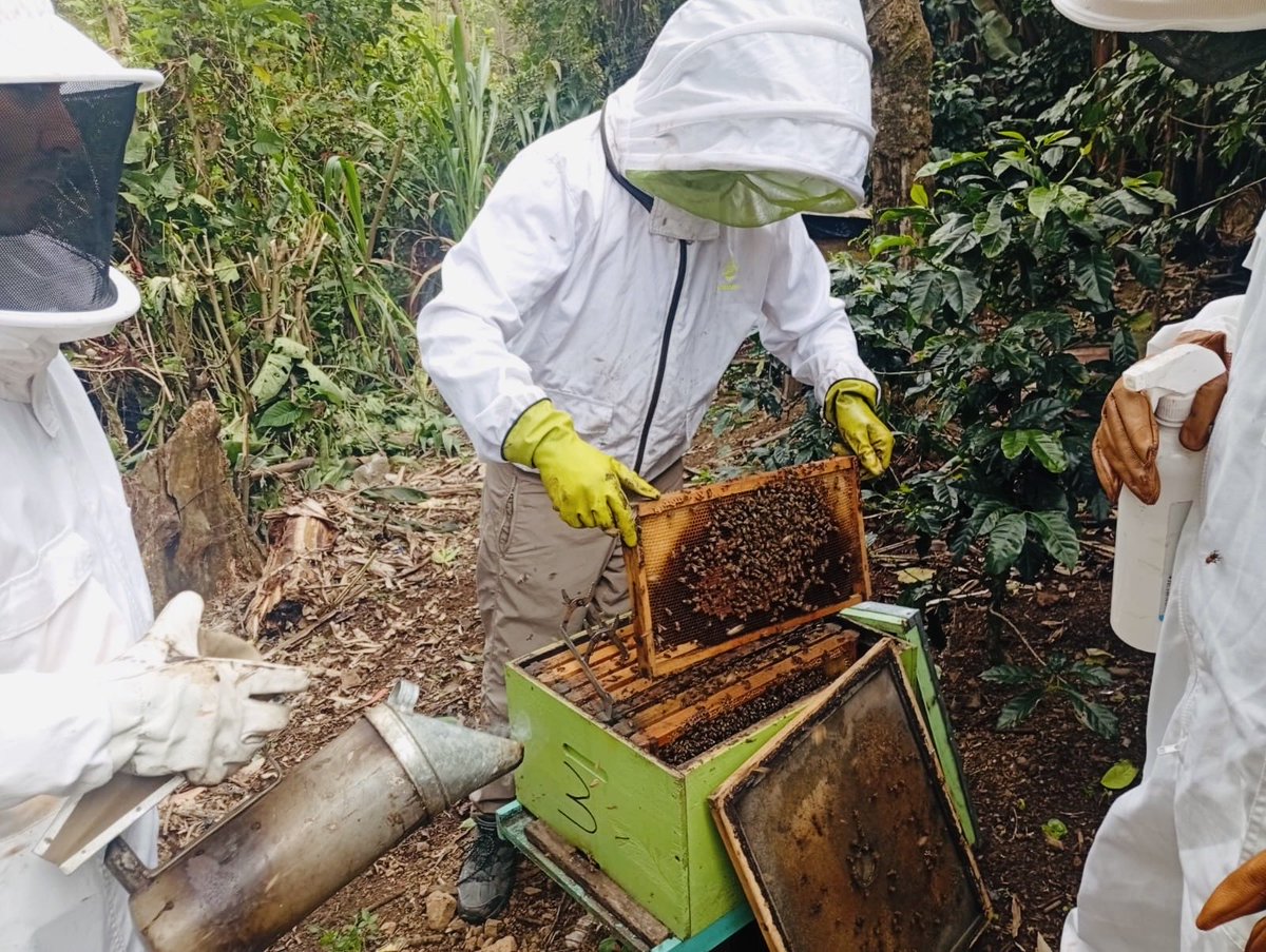 Agricultura_CZ7's tweet photo. #Loja | El MAGP, mediante el proyecto FOMENTO y con apoyo de Agrocalidad, realizó visitas técnicas a apiarios de #Espíndola, #Olmedo y #Paltas para evaluar su estado sanitario y fortalecer el manejo adecuado de colmenas.
#ElNuevoEcuador 👩‍🌾👨‍🌾🌱 https://t.co/Zs6S8SfB1Y