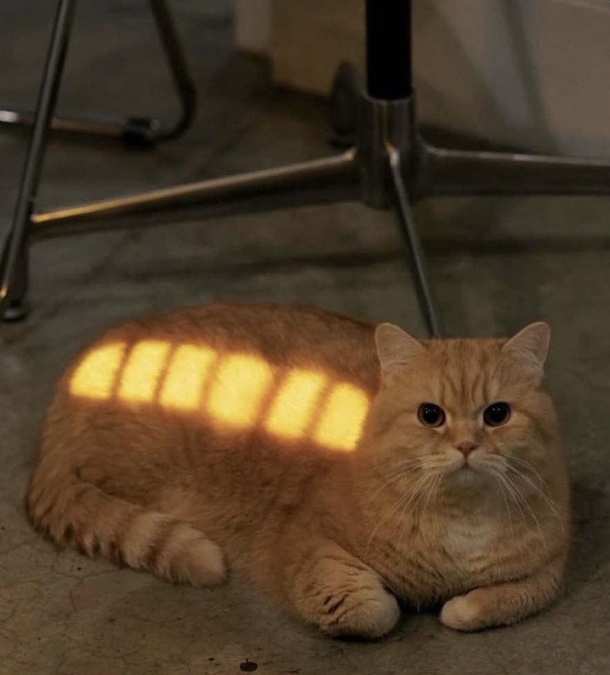 Esos gatos locos tweet media