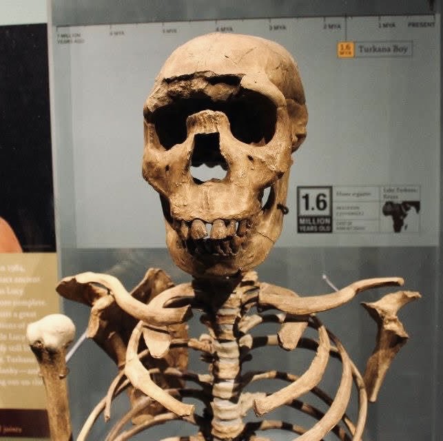 palaeodaniel's tweet photo. Turkana boy / Homo ergaster - 1.6 Ma

Cast at AMNH #FossilFriday https://t.co/AAW5P1dBQS