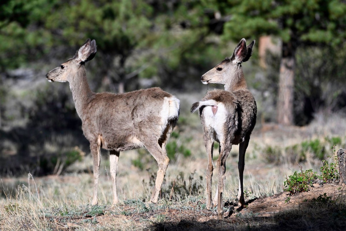 Mark E. Weston Ph.D. tweet media