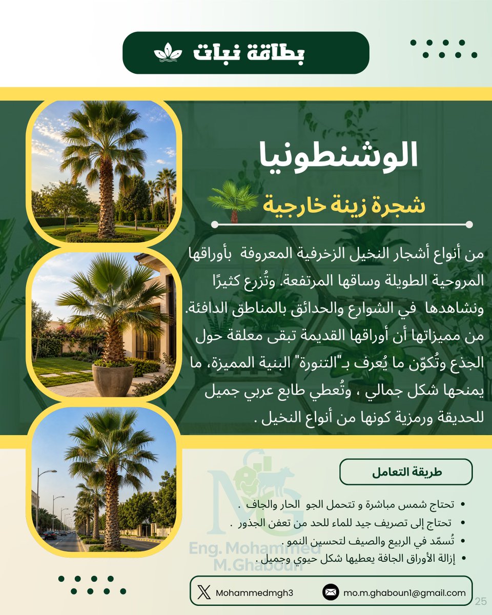 MohammedMGH3's tweet photo. تُعد شجرة الوشنطونيا من أجمل أنواع النخيل المستخدمة في تنسيق الطرق والحدائق،تمتاز بسرعة نموها، وتحملها للحرارة، وشكلها الجميل ، حيث تجمع بين جمال أشجار الزينة و شموخ النخيل . 🌴

#زراعة #زينة #تنسيق_الحدائق #M_GH https://t.co/UEhOapFa9w
