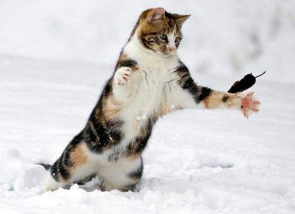 No Cats No Life tweet media