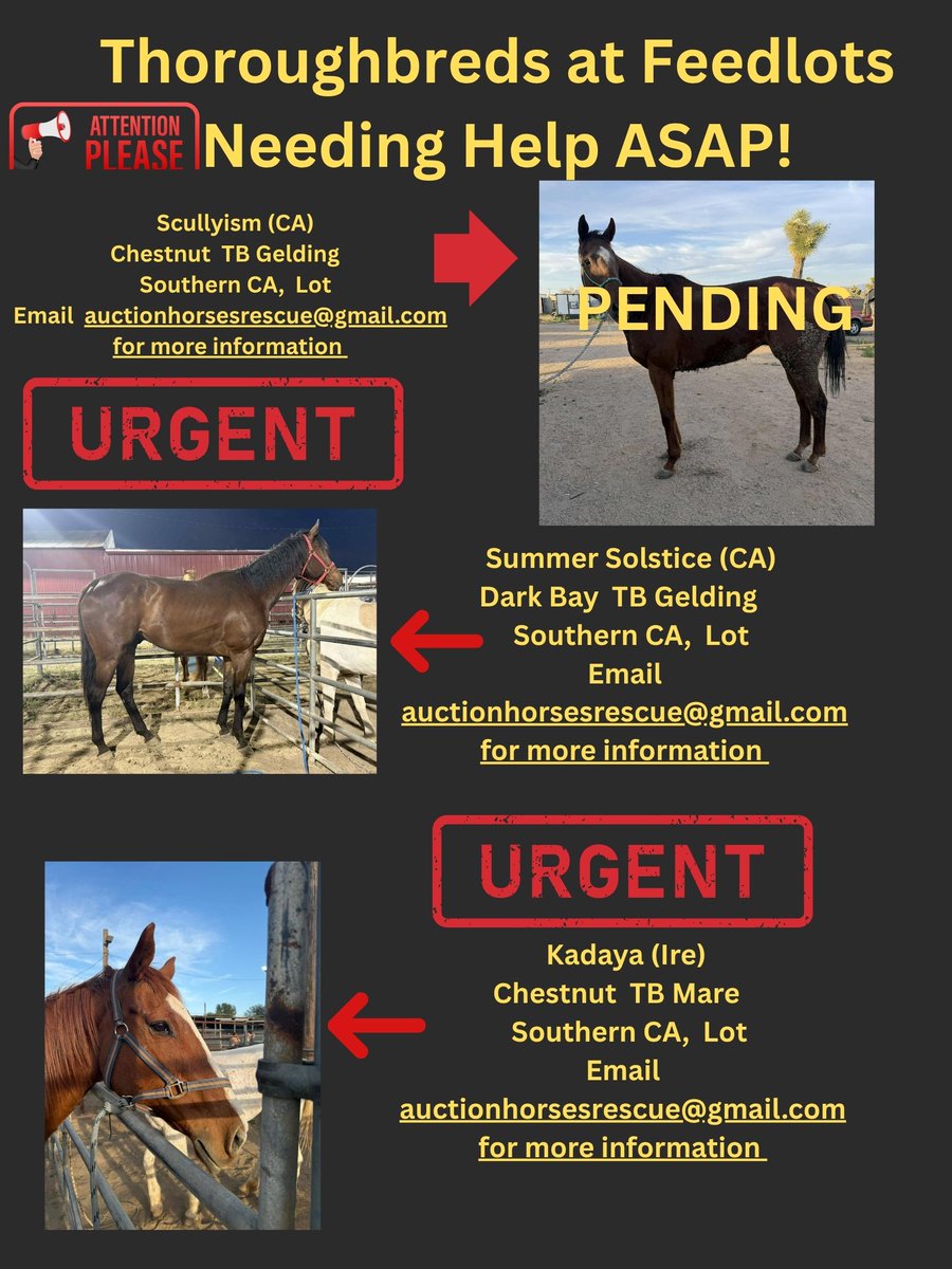 R.A.C.E. Fund, Inc. tweet media