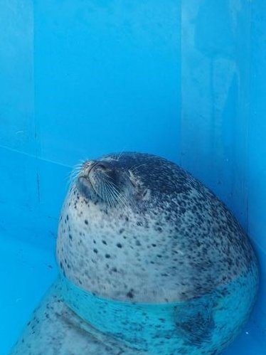 ⚓🐛 io tweet media