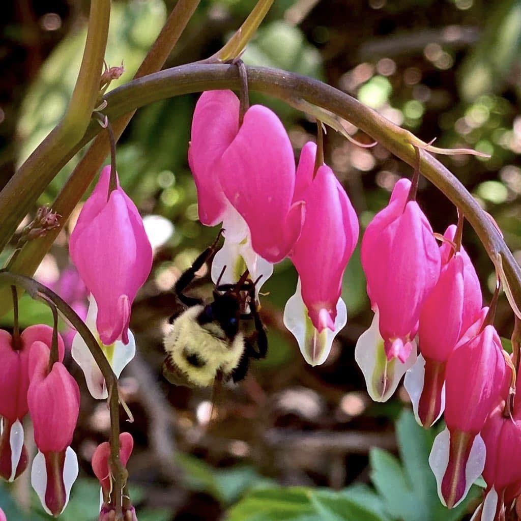BryanMarquard's tweet photo. Our bleeding heart bloom is late out front, so here are #fallbackfriday memories of a blossom-loving bee four years ago today, and an artsy photo from three years ago. #FlowersOnFridays https://t.co/zvjDbKYrDn
